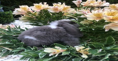 Mini Lop rabbits - Advert 1