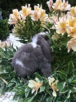 Mini Lop rabbits - Advert 1