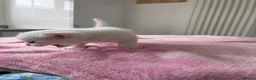 Mixed Breed cats for sale: Pure white male Turkish Angora/Domestic Short Hair - Advert 10