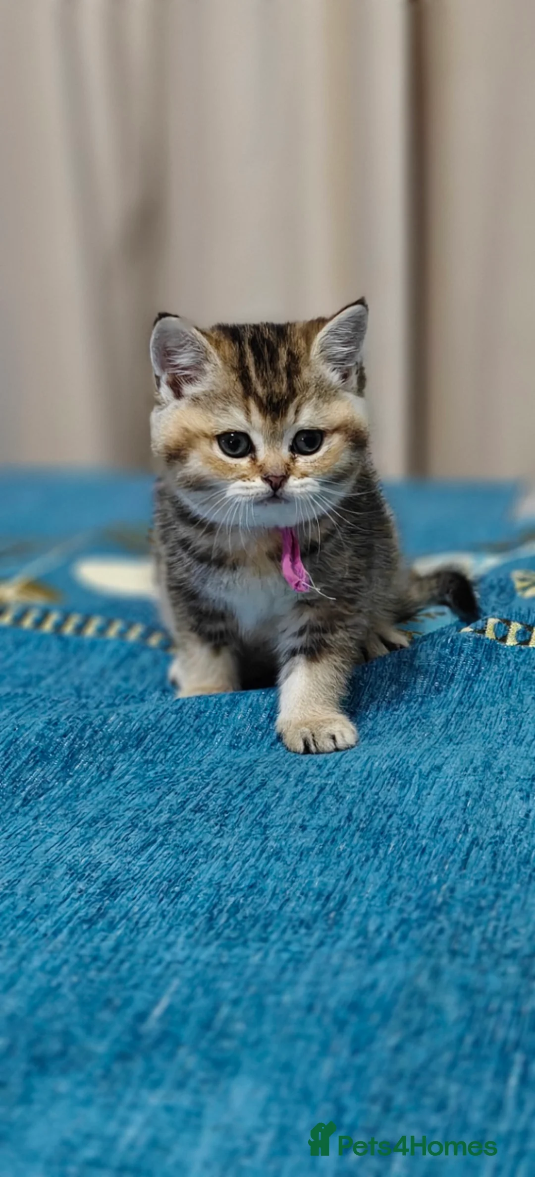 British Shorthair cats for sale: Playfull BSH kitten ready to join your family - Advert 4