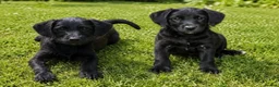 Labradoodle dogs for sale: Toy mini labradoodles F1 - Advert 1