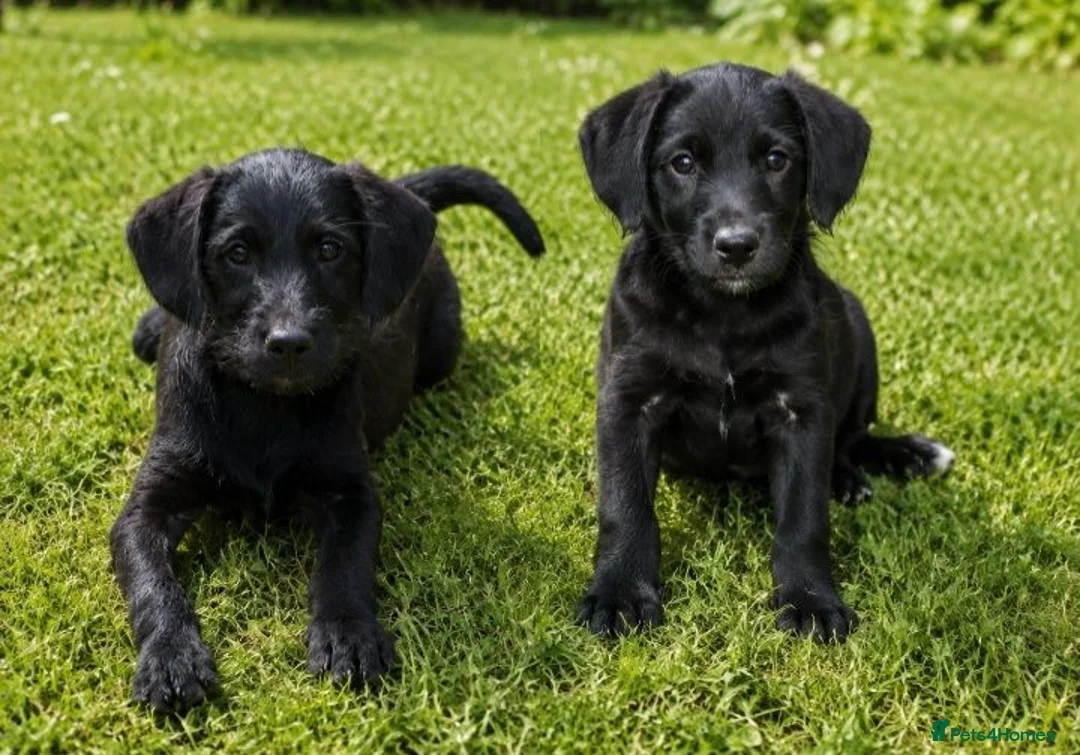 Labradoodle dogs for sale: Toy mini labradoodles F1 - Advert 1