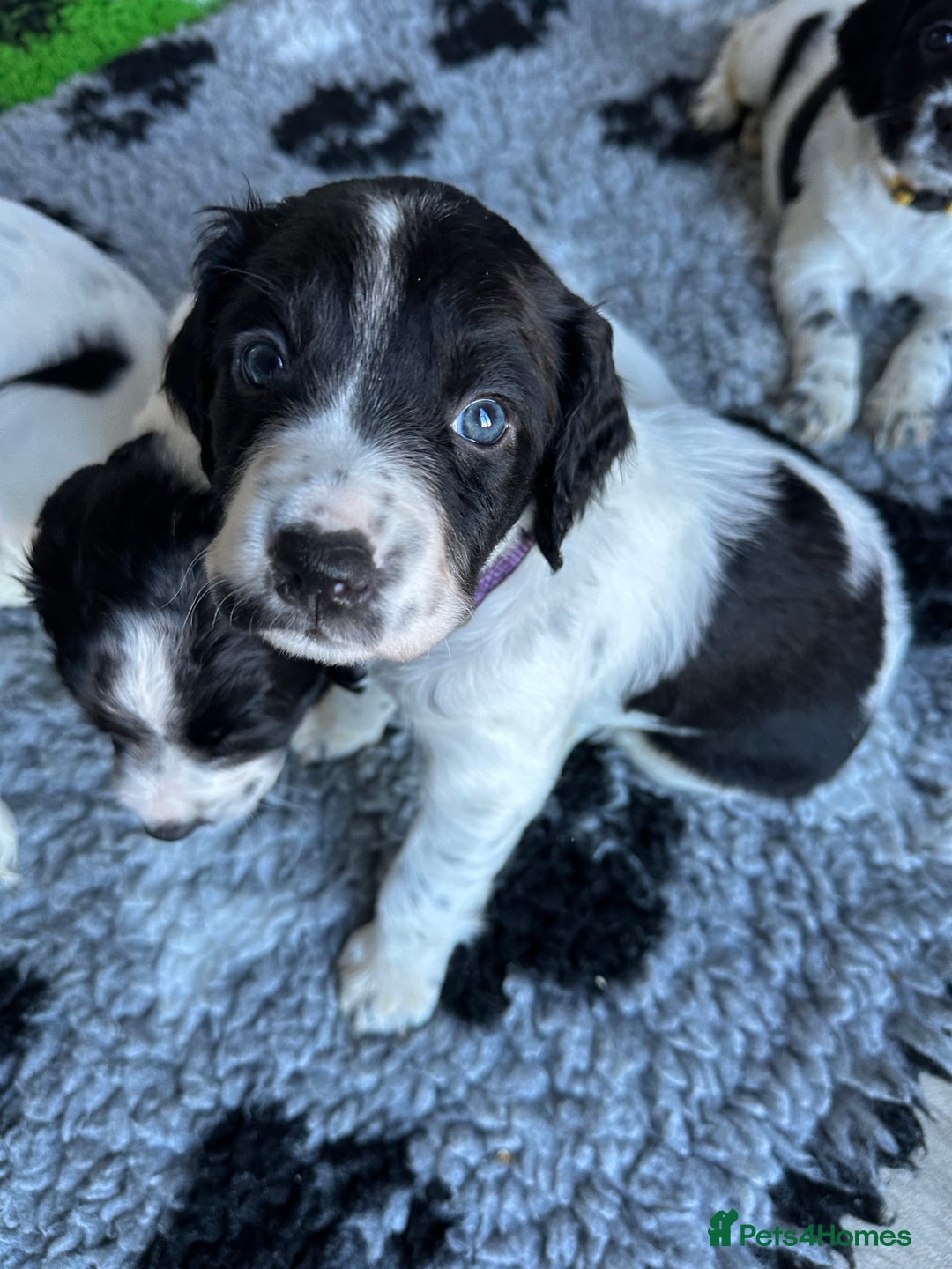 Sprocker dogs for sale: SPROCKER PUPPIES FOR SALE - Advert 14
