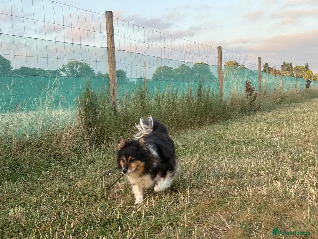 Mixed Breed dogs for adoption: ❤️GYPSY - LITTLE LADY LOOKING FOR LOVE ❤️  in Derby - Advert 2