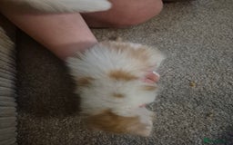 Maine Coon cats for sale: Beautiful Maine Coon Floofs - Image 11