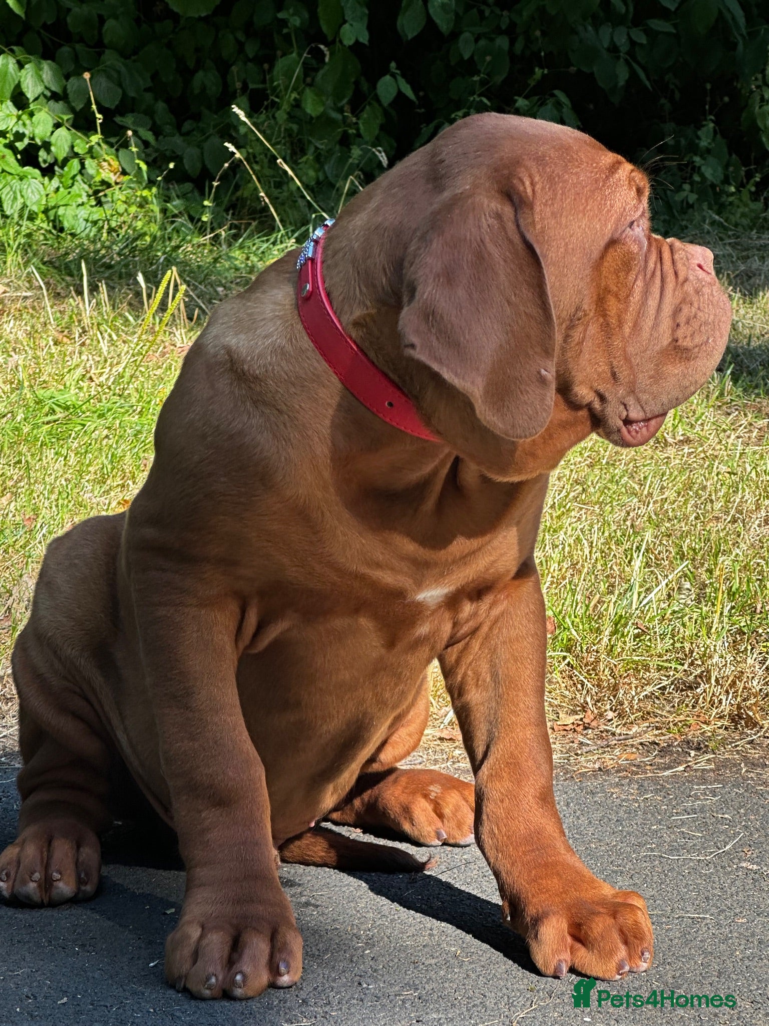 Dogue De Bordeaux dogs Amazing show quality puppies available ! - Advert 3