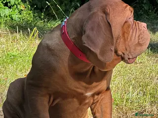 Dogue De Bordeaux dogs Amazing show quality puppies available ! - Advert 3