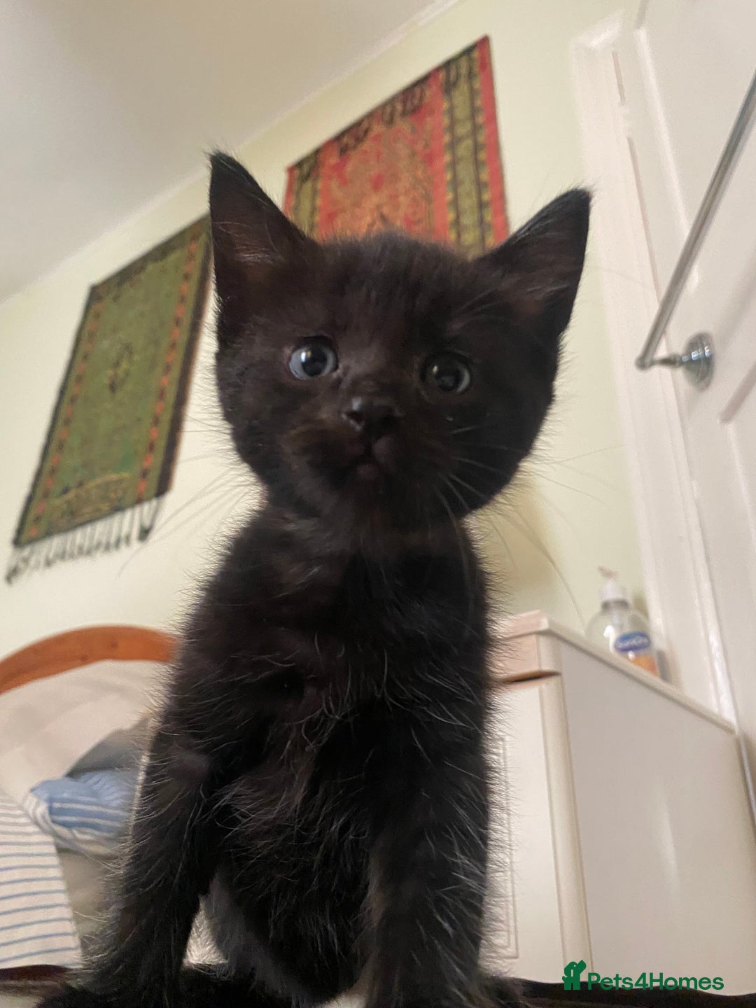 Mixed Breed cats for sale: Persian kittens 🐈‍⬛🐾 - Advert 4