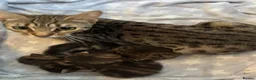 Mixed Breed cats for sale: Bengal x Maine coon kittens  in Rugeley - Advert 1