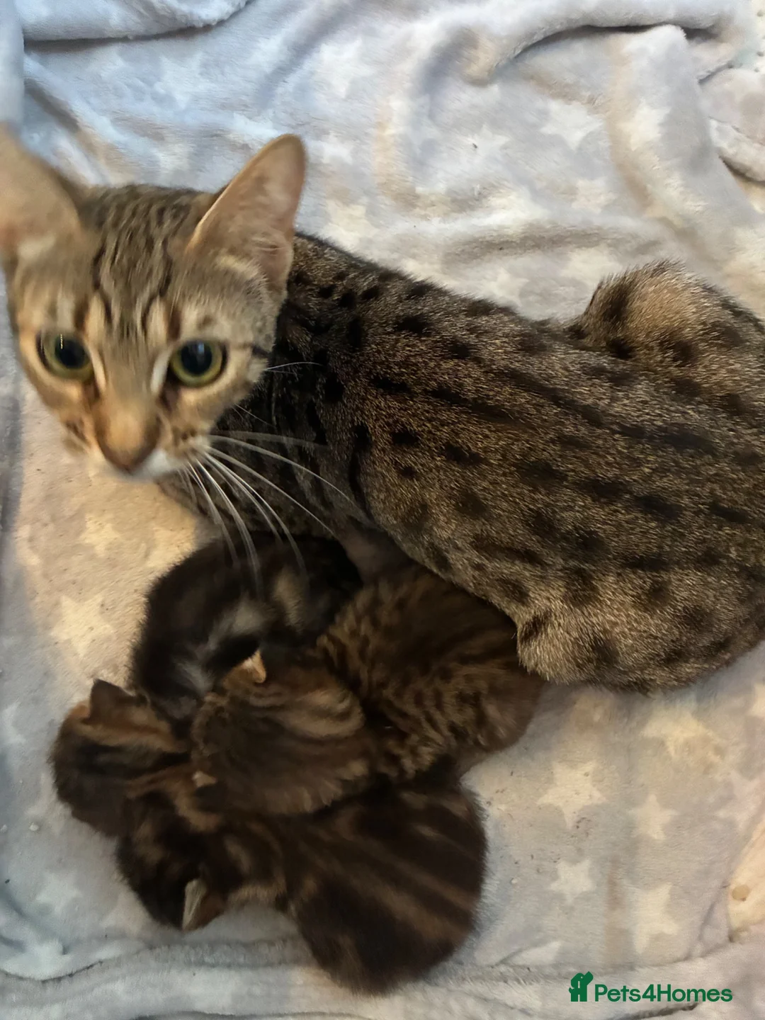 Mixed Breed cats for sale: Bengal x Maine coon kittens  in Rugeley - Advert 1