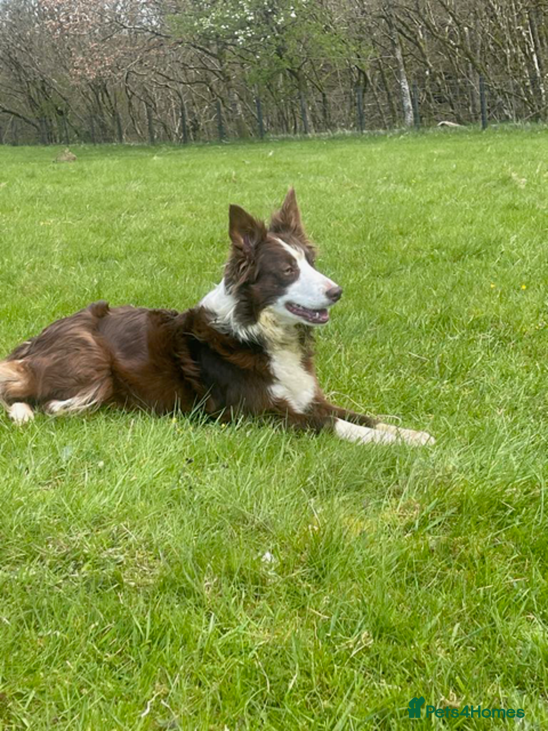 Border Collie dogs for sale: KC Registered Border Collie puppies - Advert 3