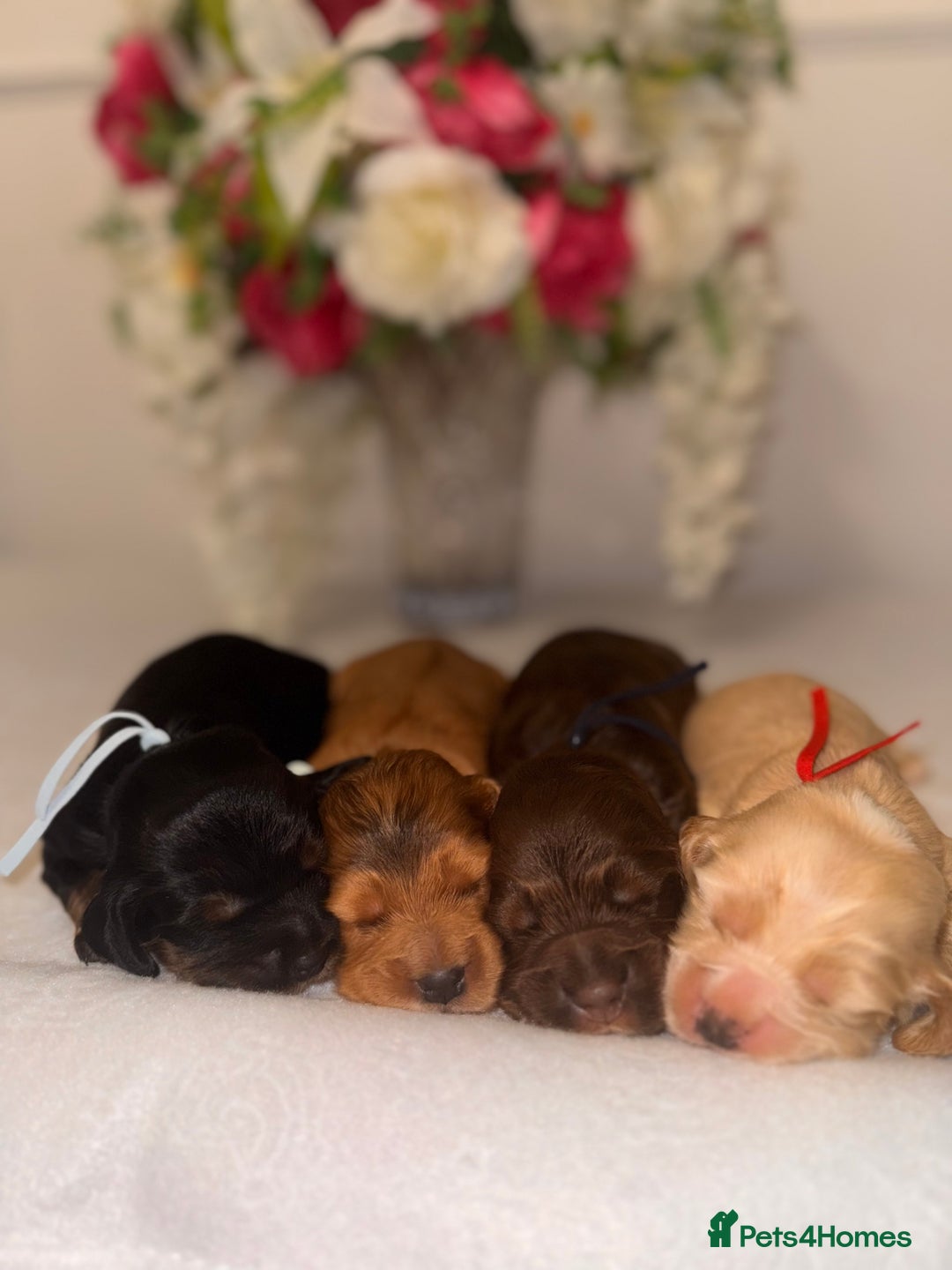 Cocker Spaniel dogs for sale: 🐶🐾beautiful show cocker spaniel puppy’s 🐶🐾 - Image 17