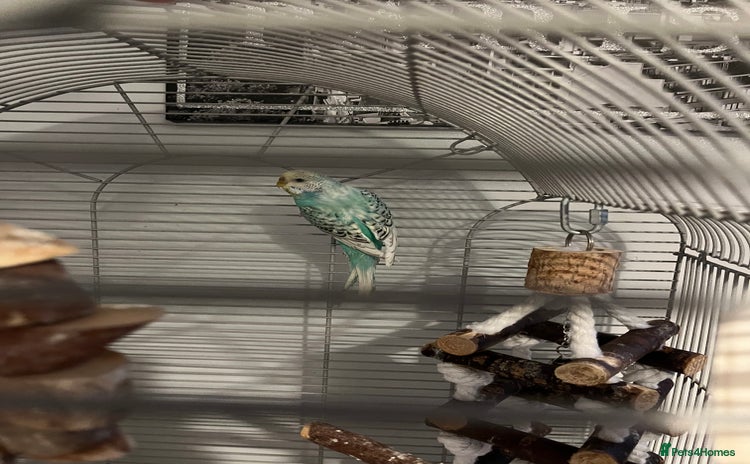 Budgerigars birds - Advert 1