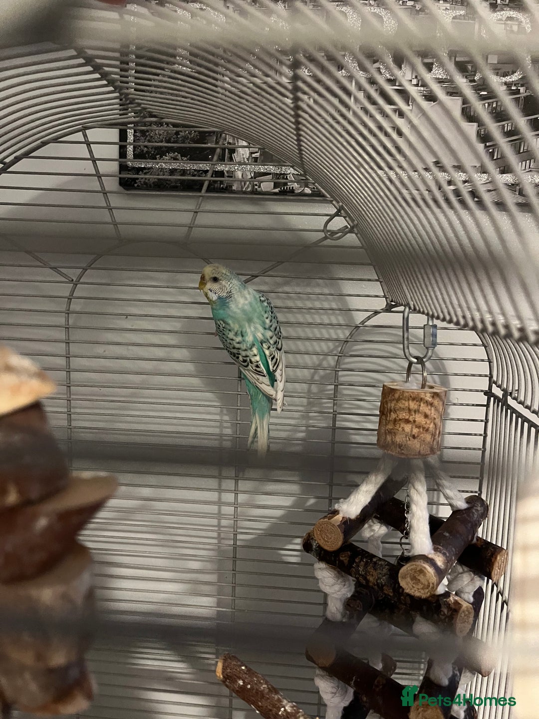 Budgerigars birds for sale: Gorgeous budgie  - Image 1