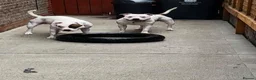 Staffordshire Bull Terrier dogs for sale: Patch and Ollie - Advert 4