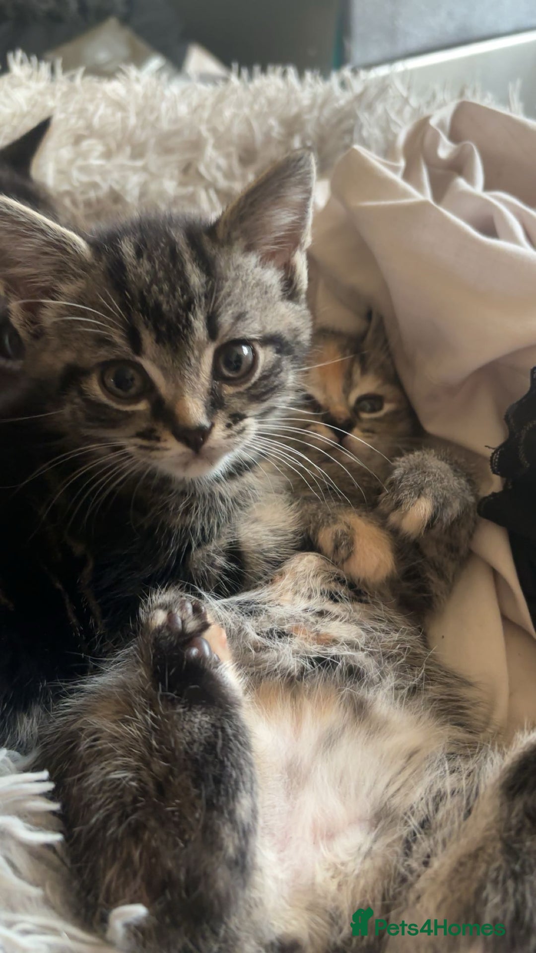 Mixed Breed cats for sale: Beautiful, confident tabby kittens  - Image 4