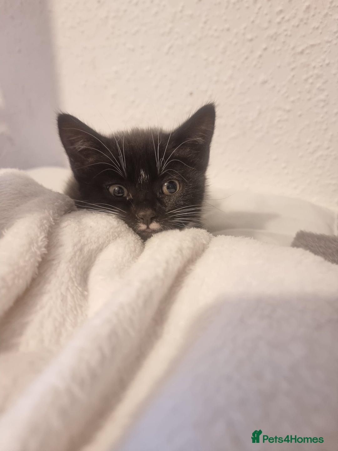 Turkish Angora cats for sale: Turkish Angora X Kittens Ready for New Homes  - Image 7