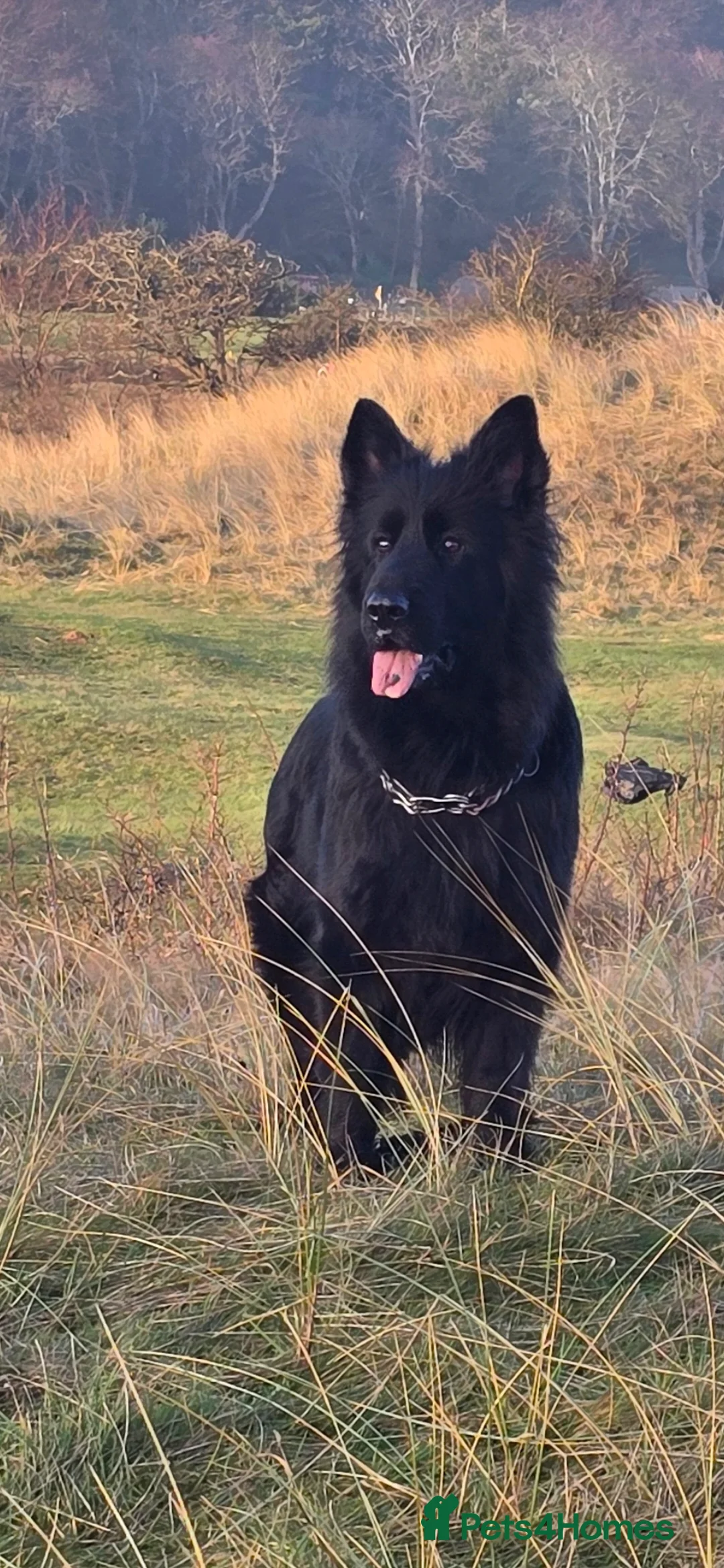 German Shepherd dogs for sale: Top Quality KC Black Long Hair German Shepherd  - Advert 6