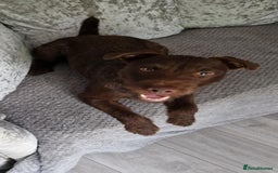 Patterdale Terrier dogs for stud: Patterdale terrier for stud  - Image 1