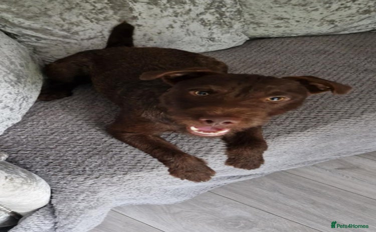 Patterdale Terrier dogs - Advert 9