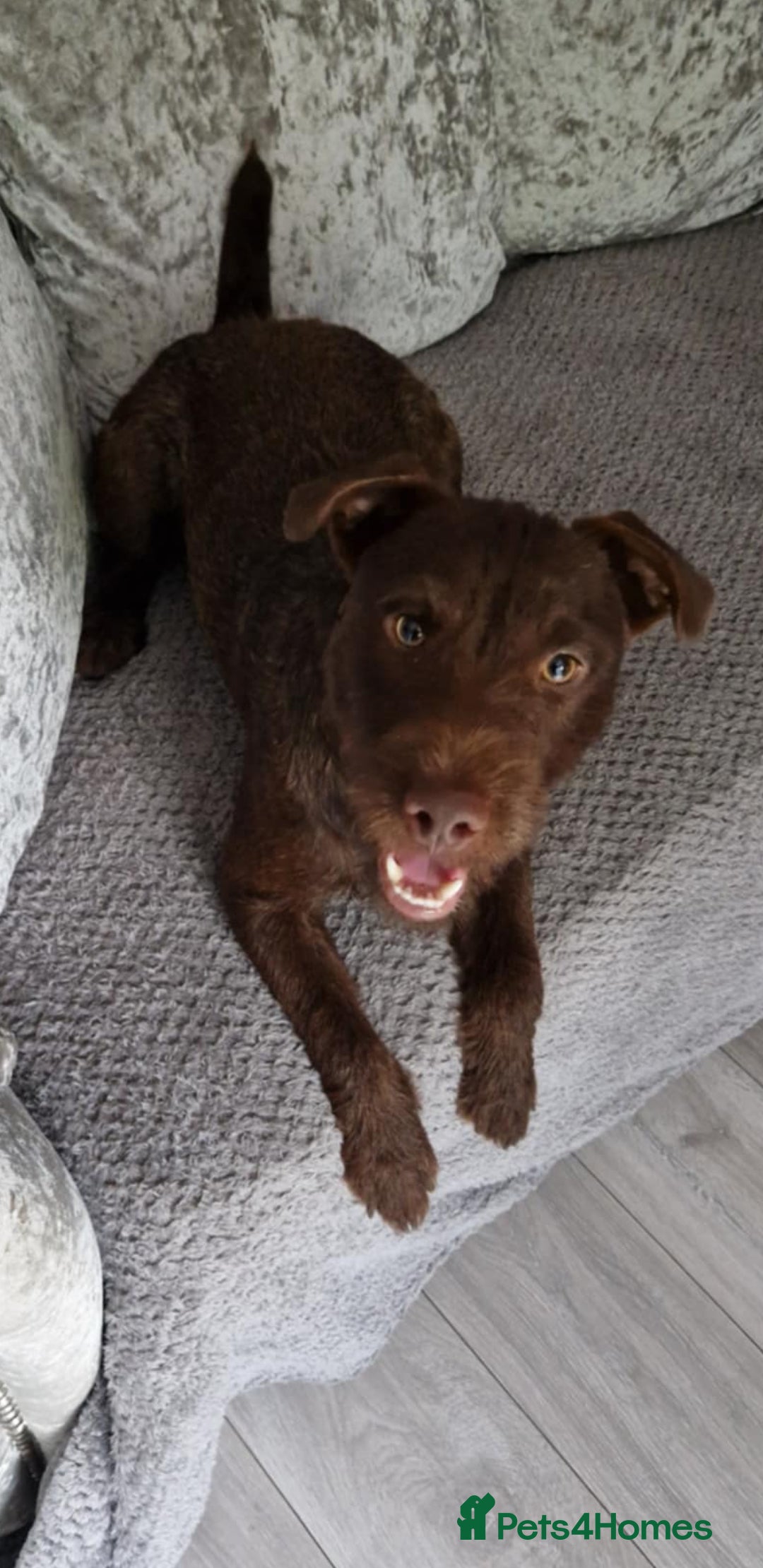 Patterdale Terrier dogs for stud: Patterdale terrier for stud  - Image 1