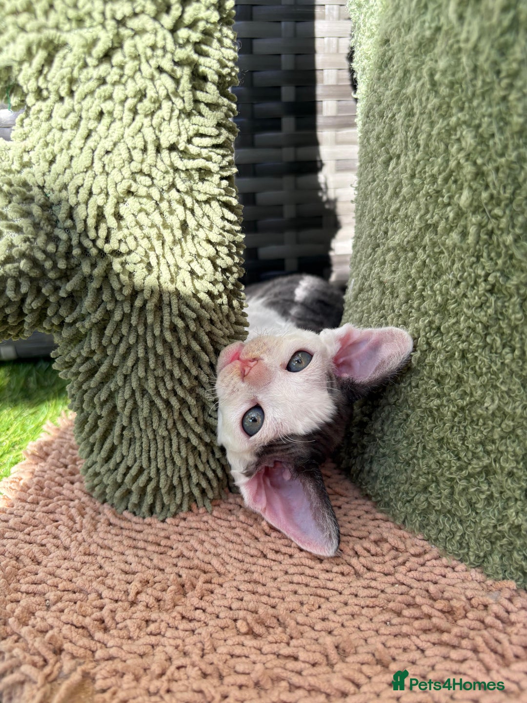 Devon Rex cats for sale: Two cuddlebugs- literally sticker cats available❤️ - Image 11