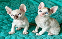 Cornish Rex cats for sale: 🌟 Pure Cornish Rex Kittens Ready for Reservation! - Image 7