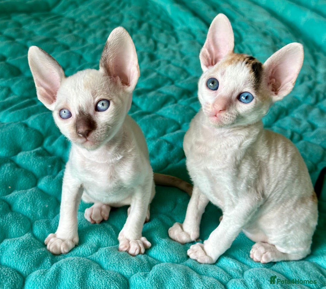 Cornish Rex cats for sale: 🌟 Pure Cornish Rex Kittens Ready for Reservation! - Image 7