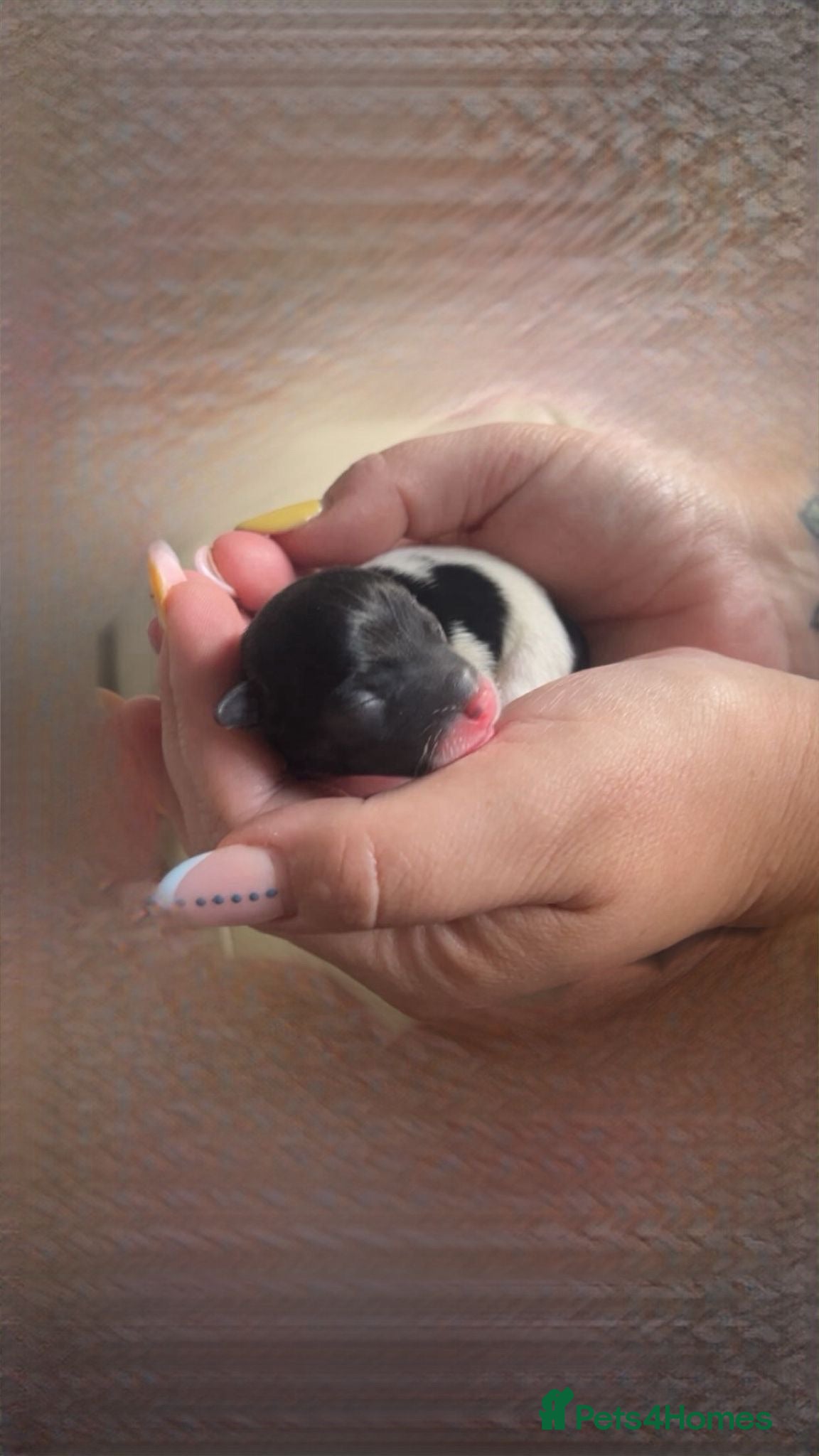 Jack Russell dogs Stunning Jack Russell puppies - Advert 4