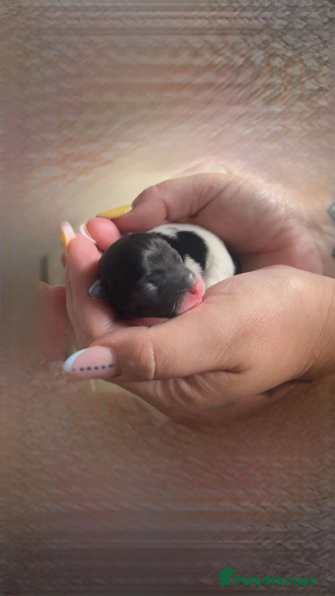 Jack Russell dogs for sale: Stunning Jack Russell puppies in Preston - Advert 1