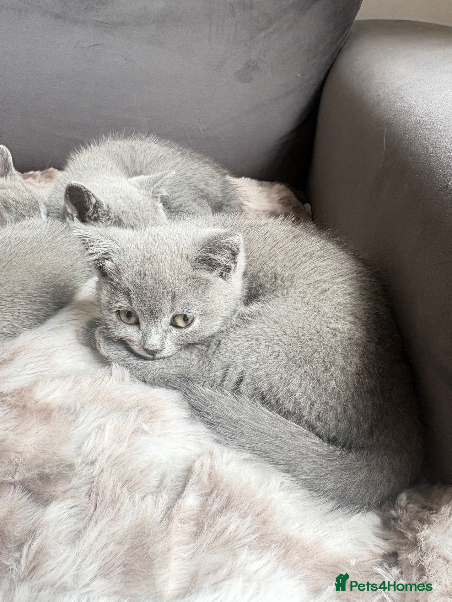 British Shorthair cats 6 gorgeous bsh girls for sale 💗 - Advert 2