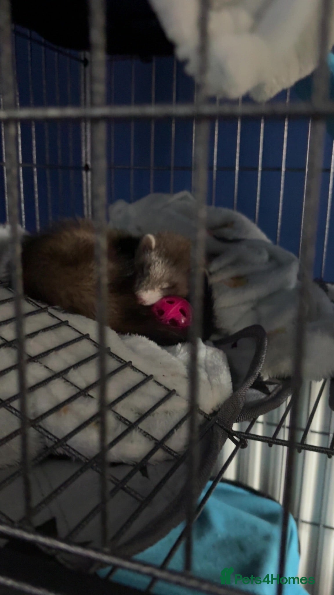 Ferret rodents Rehoming two very sweet female ferrets  - Advert 1
