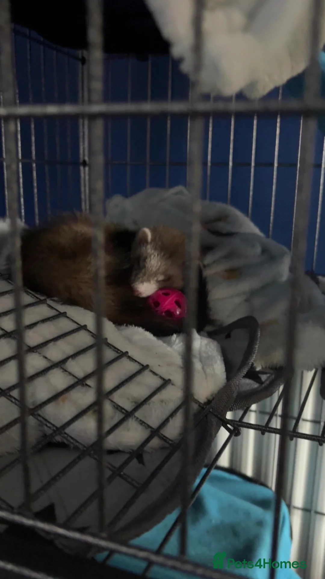 Ferret rodents for sale: Rehoming two very sweet female ferrets  - Advert 1