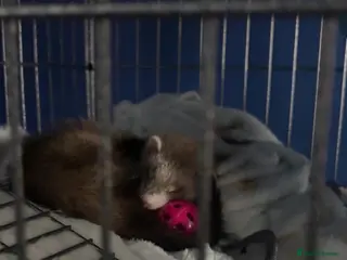 Ferret rodents Rehoming two very sweet female ferrets - Advert 2