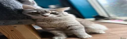 Norwegian Forest Cat cats for sale: Norwegian forest cross - Advert 4