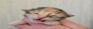 Tutti fruiti