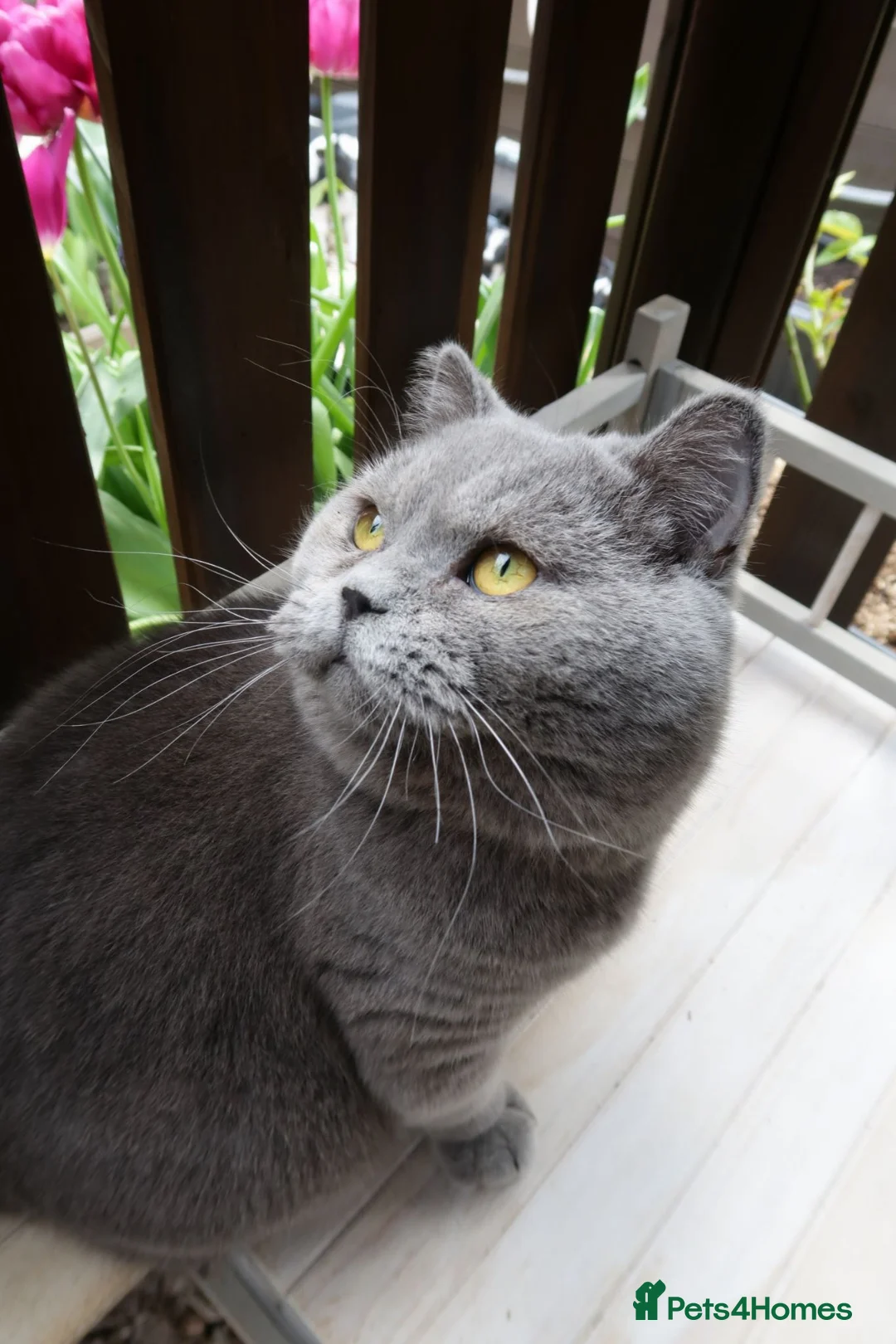 British Shorthair cats for sale: Blue British shorthair male - Advert 5