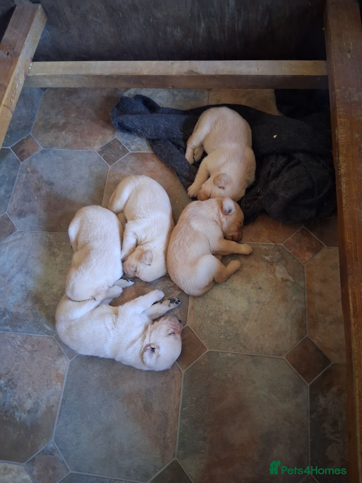 Labrador Retriever dogs Labrador puppies  - Advert 3