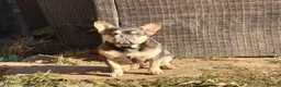 Mixed Breed dogs for sale: Duggie 15 month old puppy  - Advert 1
