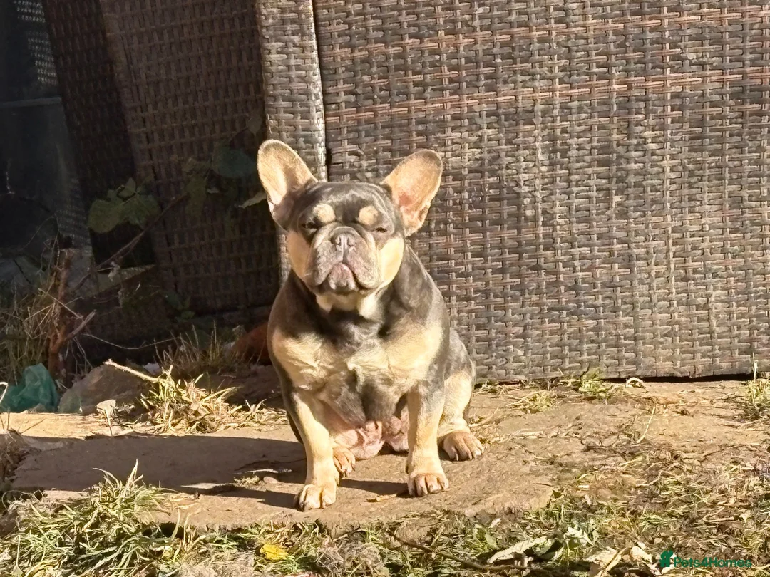 Mixed Breed dogs for sale: Duggie 15 month old puppy  - Advert 1