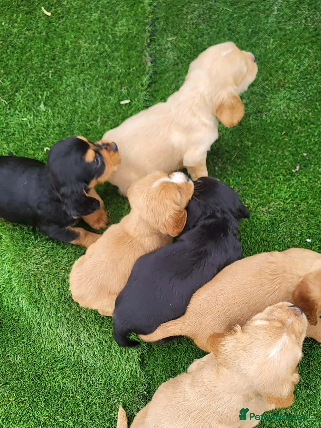 Cocker Spaniel dogs for sale: Cocker spaniel  - Advert 2