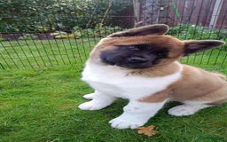 Akita dogs for sale: Beautiful KC registered Akitas  - Image 9
