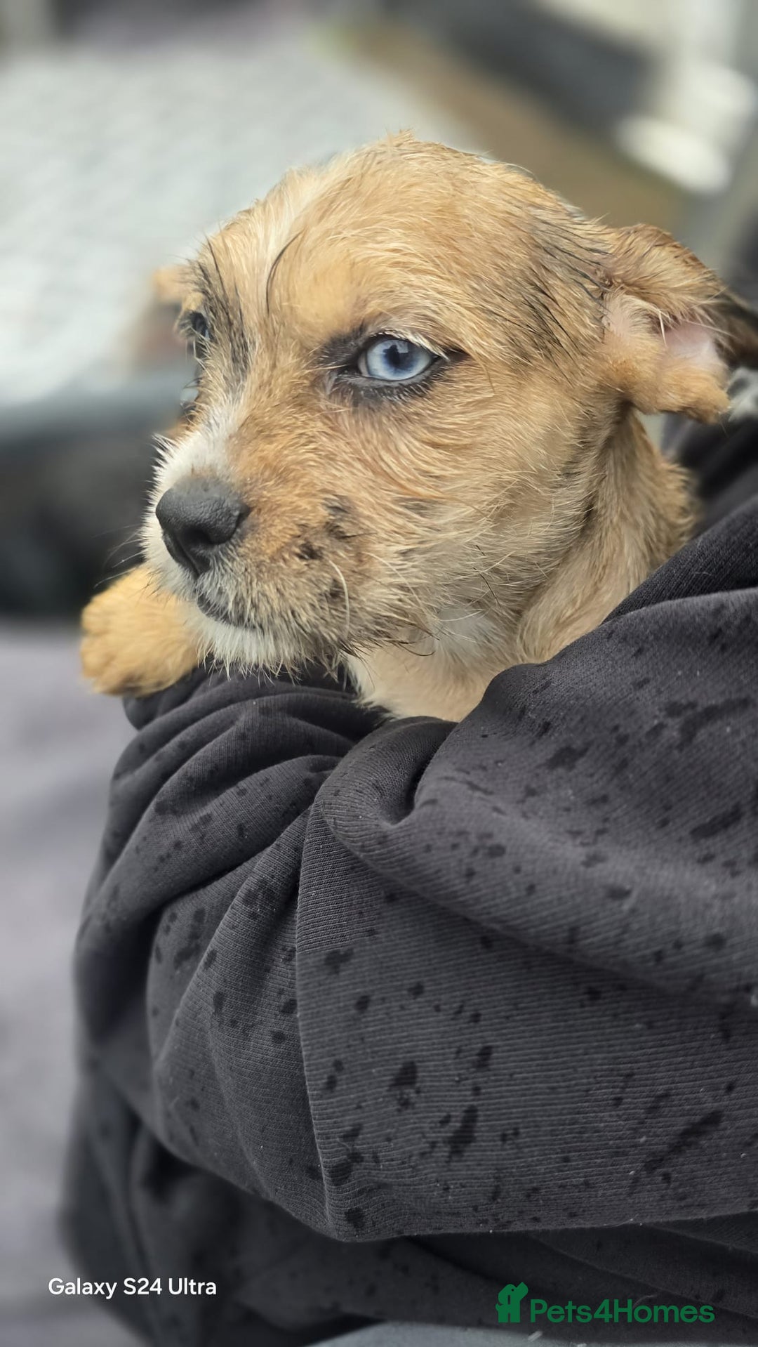 Mixed Breed dogs for sale: froodle french bulldog x poodle - Image 7