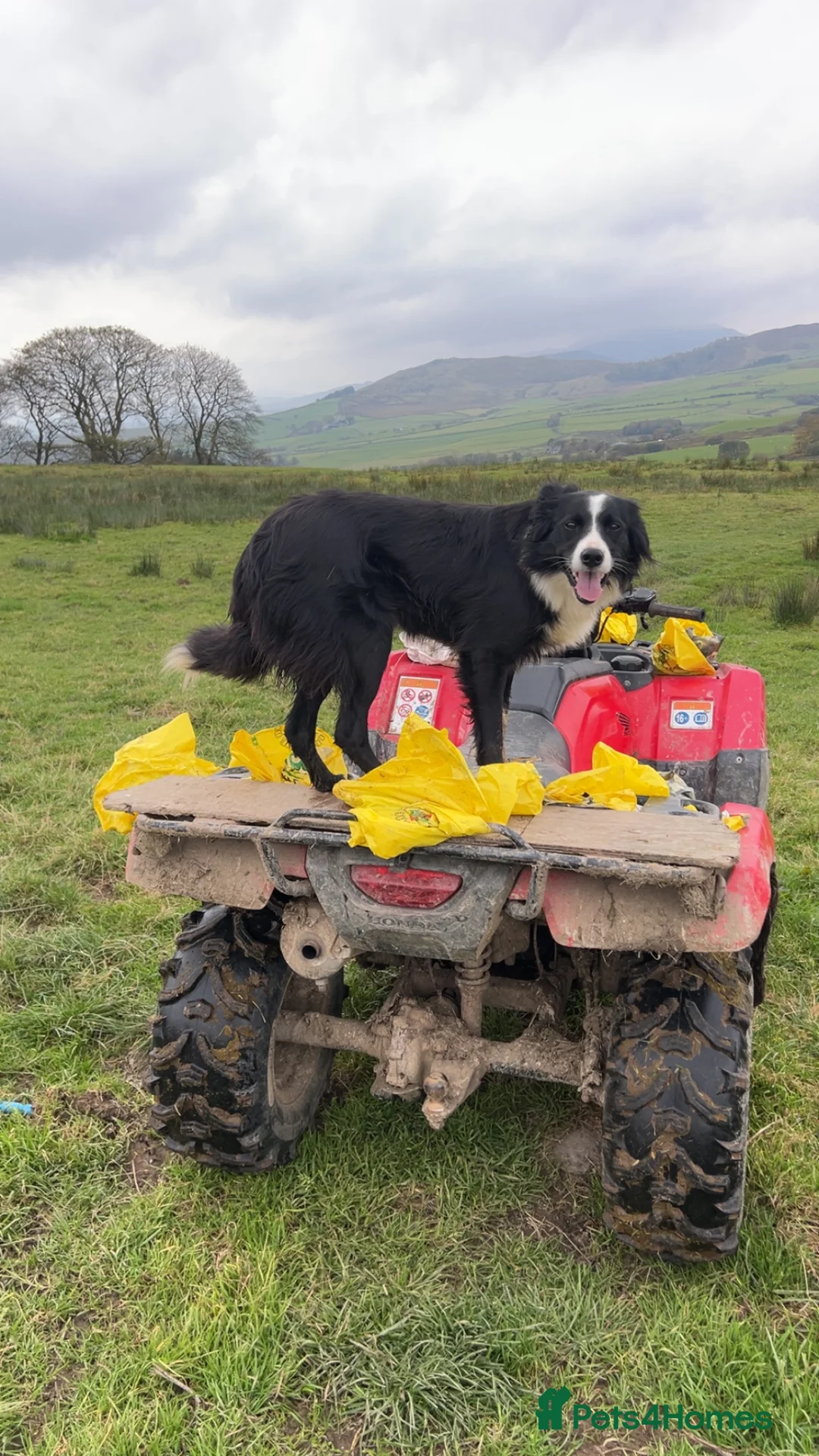 Border Collie dogs for sale: Celt  in Bala - Advert 1