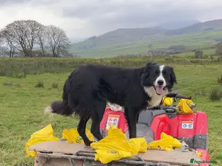 Border Collie dogs Celt in Bala - Advert 1