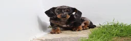 Dachshund dogs for sale: Miniature Dachshund puppies for sale - Advert 32
