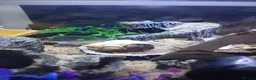 Crabs invertebrates for sale: Purple Pincher to rehome in London - Advert 3