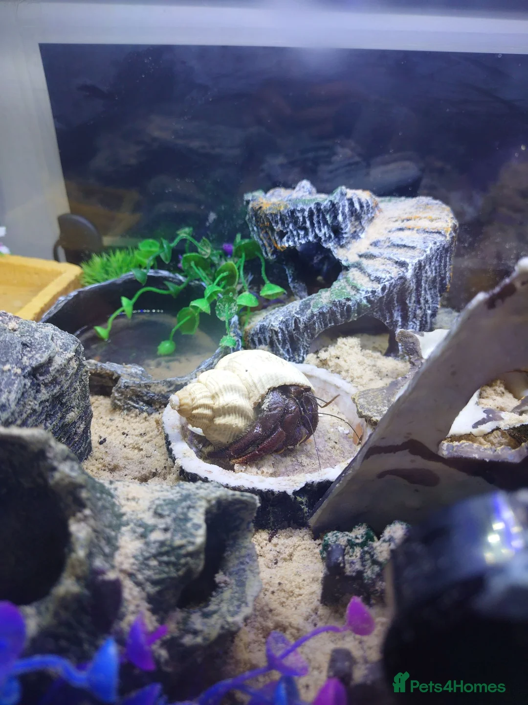 Crabs invertebrates for sale: Purple Pincher to rehome in London - Advert 3