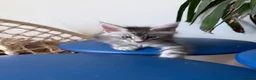 Maine Coon cats for sale: Long faced Maine Coon Kittens - Advert 16