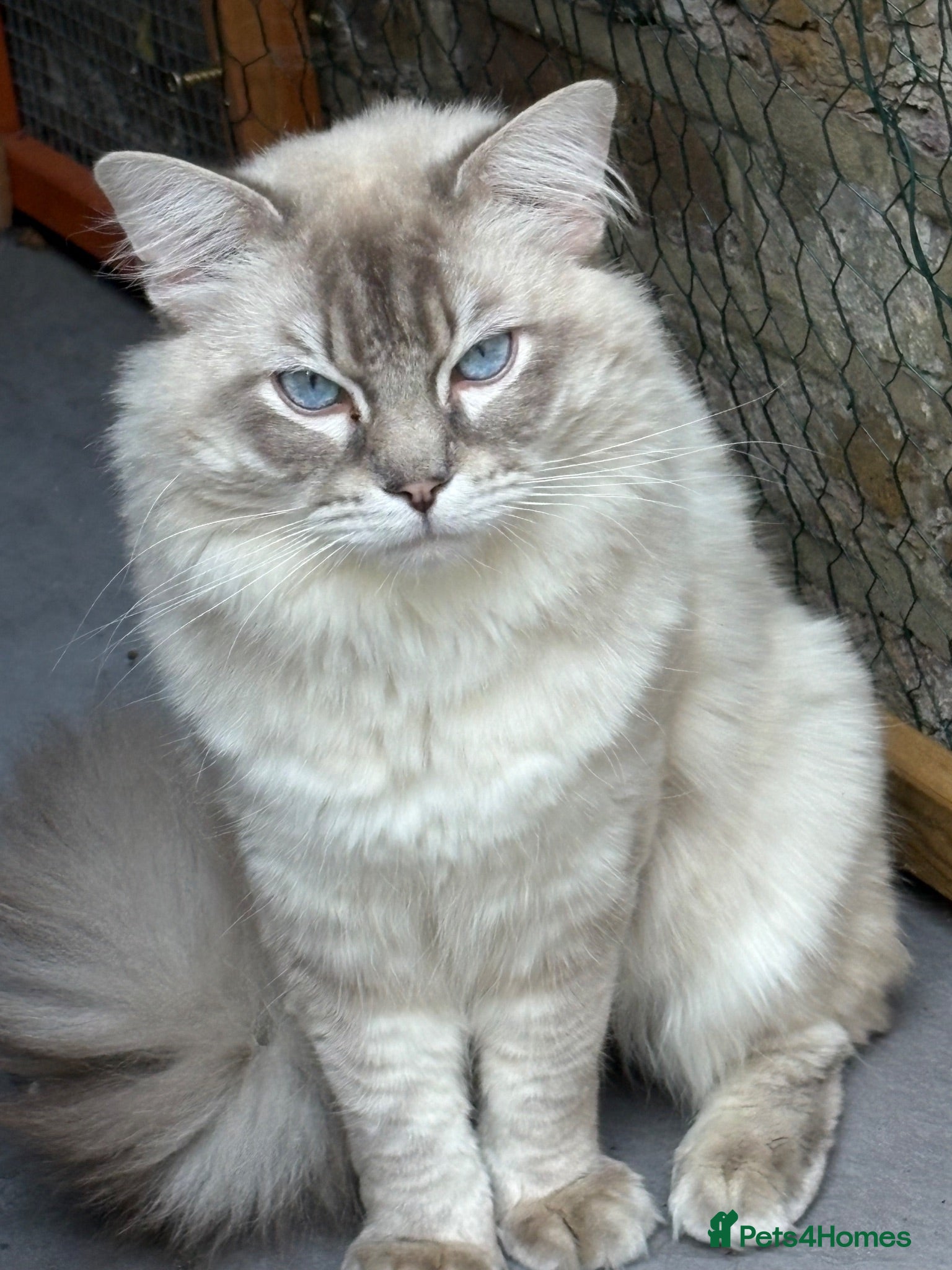 Ragdoll cats GCCF registered Ragdoll Stud  - Advert 2